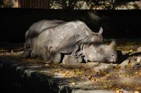 Imagine atasata: Zoo Berlin 0175.JPG